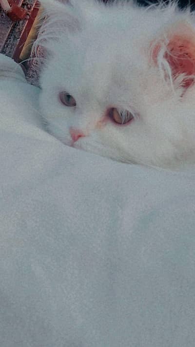 fully active han or punch face han or picture be mil jay Gaye Apko