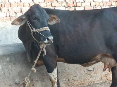 mashallah jarsi Cross cow sath wcha dodh 8kg