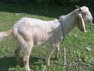 Bakrota for sale lower chatter mzd ajk, zinda 1200/kg