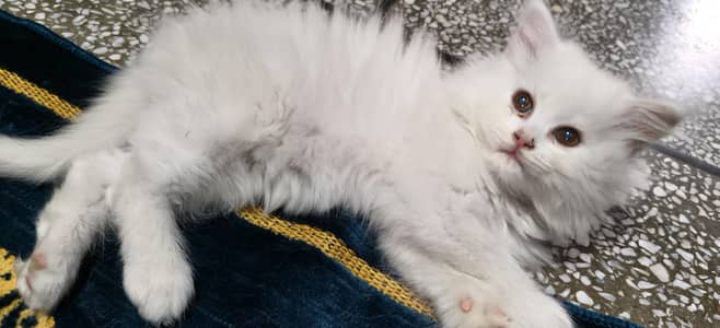 Persian kitten female available for sale