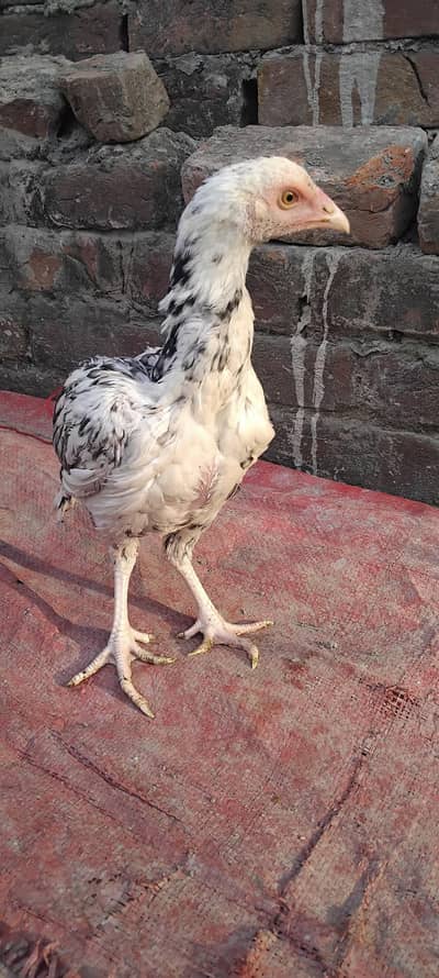 Mianwali cheena pair