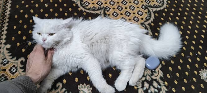 Persian Beautiful female cat