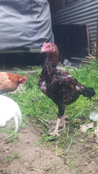 Aseel Murghi for sale