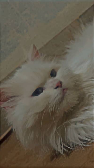 Persian triple coated cat dual coloured eyes