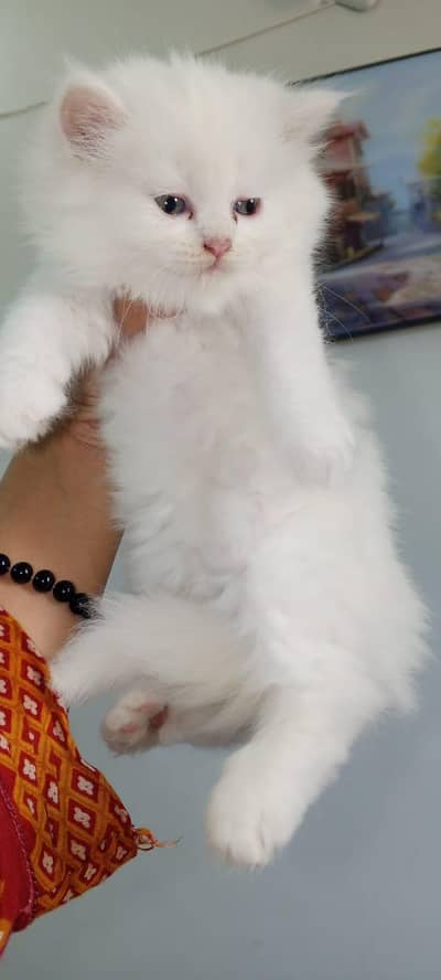 CASH ON DELIVERY [TRIPLE COATED PUNCH FACE ] SMOKEY GREY KITTENS