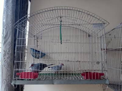 Diamond Doves with cage