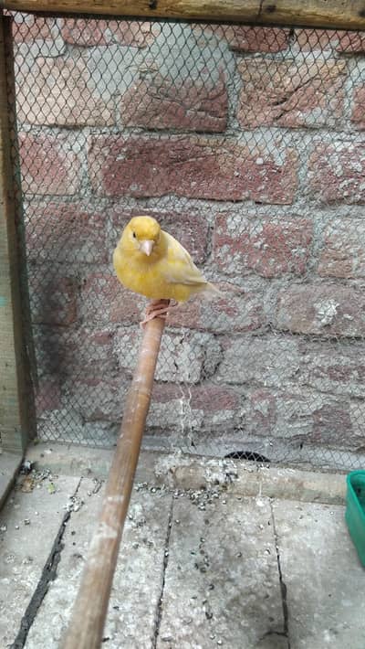singing male canary active and healthy