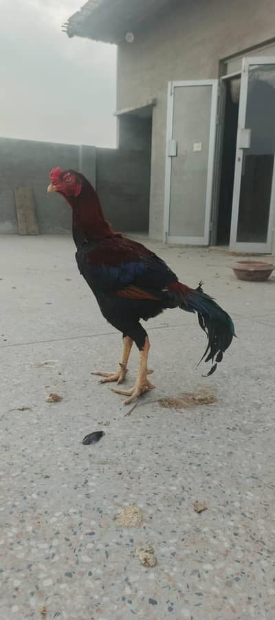 Old breed aseel pair