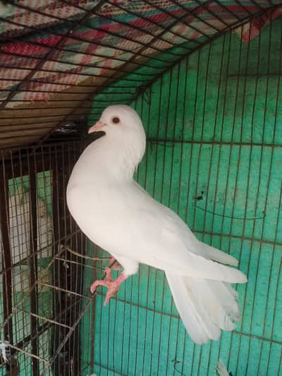 pair . 3. . Lakkay kabuter