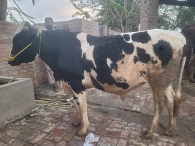 kheera bachra For sale