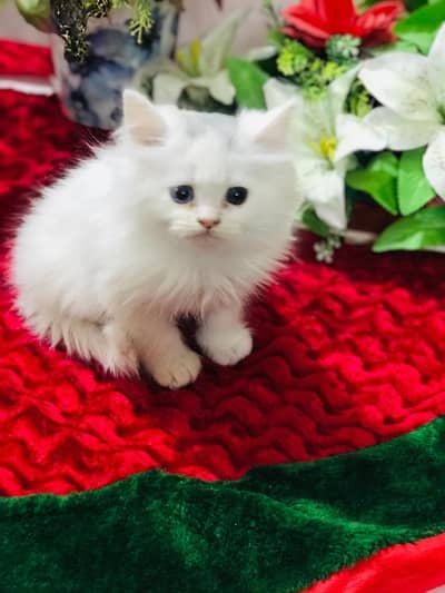 IMPORTED QUALITY KITTENS FOR GIFTS CASH ON DELIVERY PUNCH FACE KITTENS