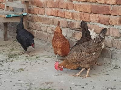 Hens for sale