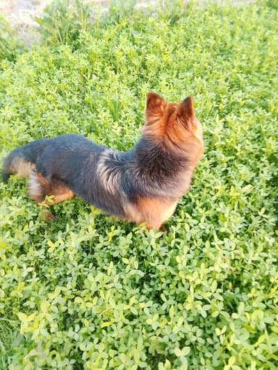 German shepherd female