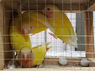Lovebird pairs