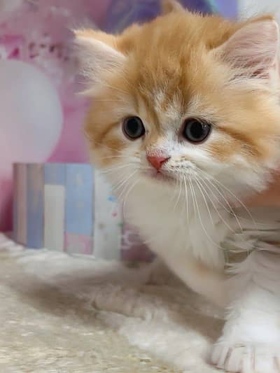 Beautiful Punch Face Triple Coated Persian Kitten