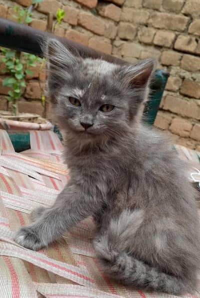 Domestic Maine Coon Kitten – Vaccinated & Litter Trained