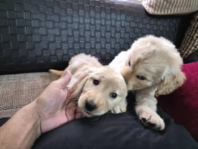 2 Golden Retrievers (Pair) Male/Female 2Month Old