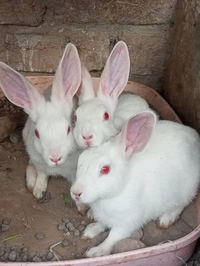 Rabbit for sale Model Town