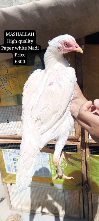 only call WhatsApp aseel murga