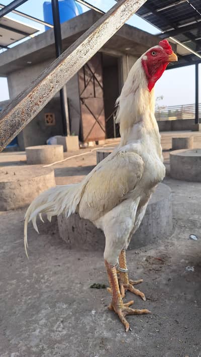 King size o shamo/high quality/ trio set  white shamo/Egg layings pair