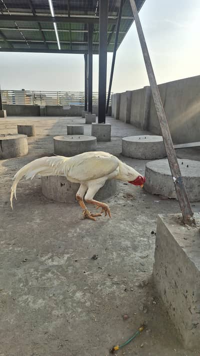 King size o shamo/high quality/ trio set  white shamo/Egg layings pair