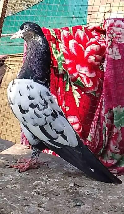 rampuri male for sale 03078818634