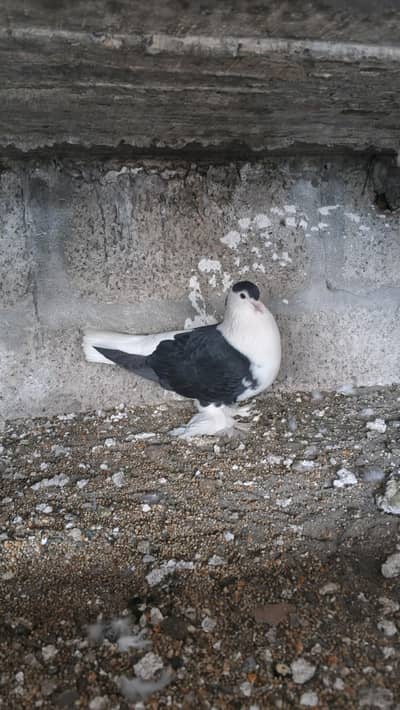 Sherazi breeder female jumbo size for sale