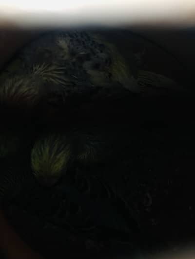 Love bird Australian