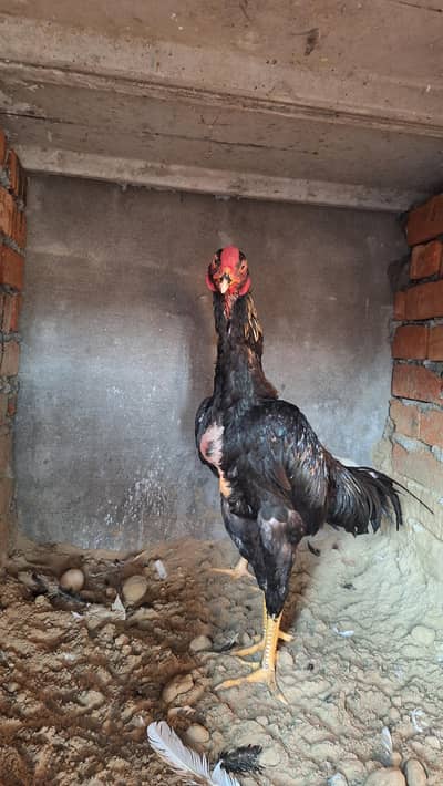 King Size Shamo Male |  High quality Shamo | breeder Male for sale