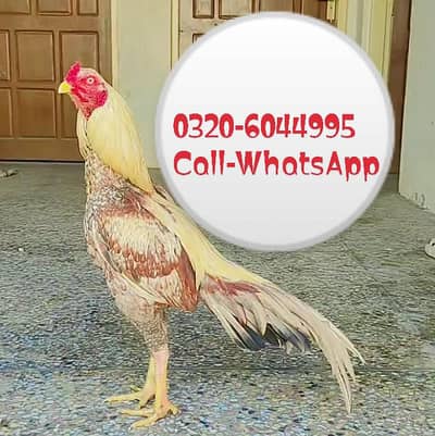 Gold Aseel Murga For Sale