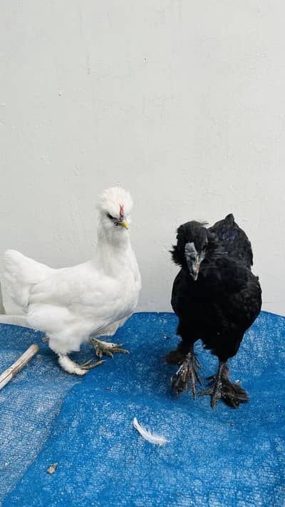 Silki cross pair and bantom male