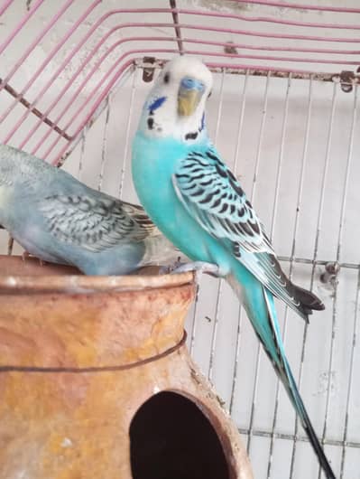 Australian budgies