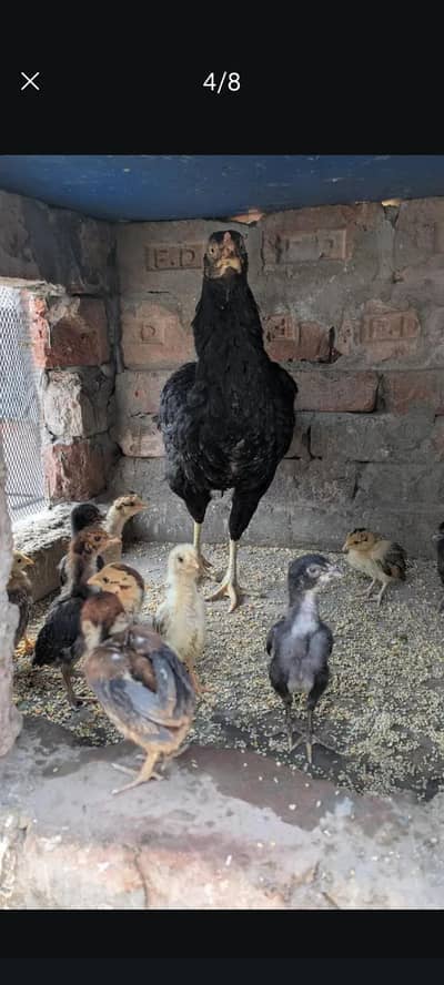 Aseel Hen & Chicks For sale