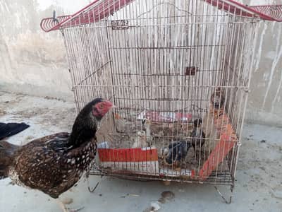 Aseel murgi with chicks