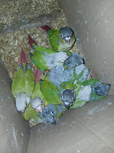 Pineapple Conure,Green Chick