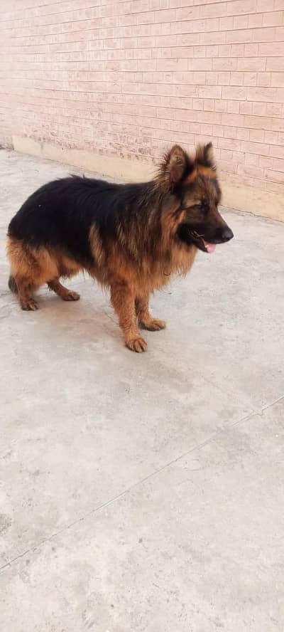 German shepherd female long coated