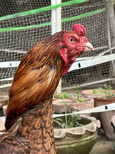 Pure Mianwali Aseel male For Sale