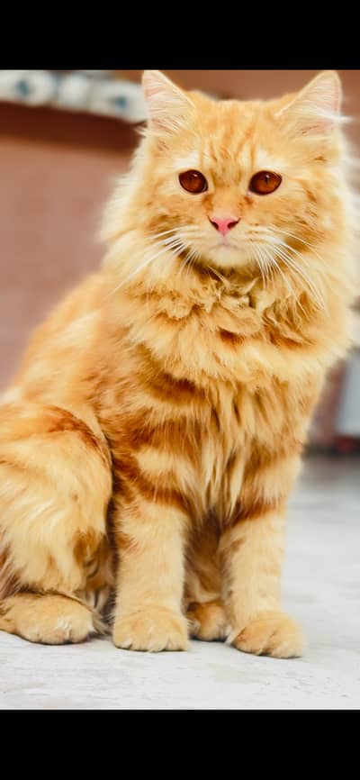 Persian breeder male