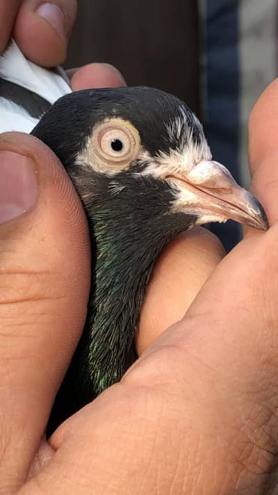 rampuri pair  for sale 03078818634