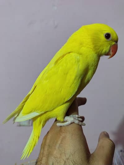 Yellow Parrot Mango Color Jambo Size