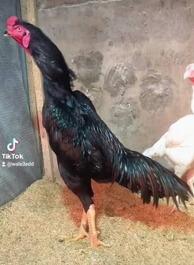 Top Quality Shamo Pair For Sale