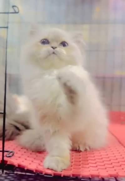 Persian Cats & Kittens for Sale may WhatsApp 03126762031