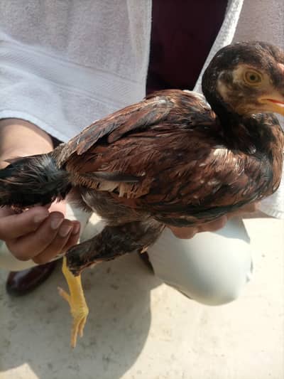 aseel Pathay pathyan