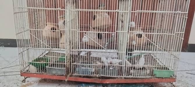 1000 me Pair Bhi mil jayga or complete setup depand