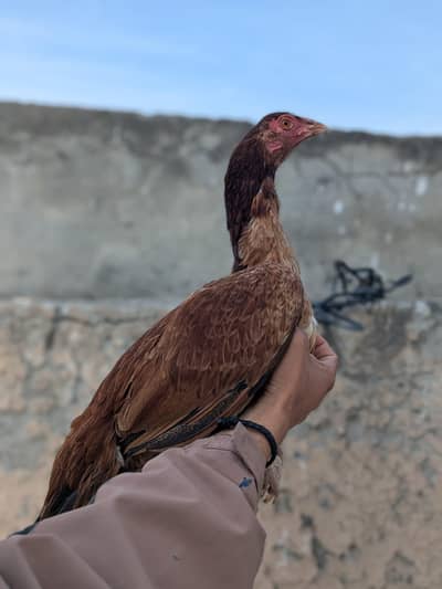 aseel/hen aseel/murgi aseel/chicks desi/hen aseel/choza aseel/murga