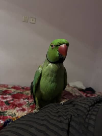 Parrot  is able to speak
