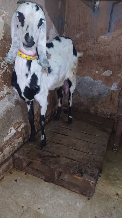 Fresh Delivery Goat with 2 quality wala cute babies healthy and active