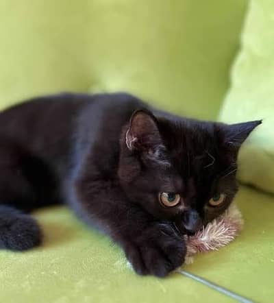 Persian black kitten