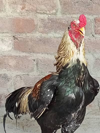 Aseel pure pair |Aseel for sale