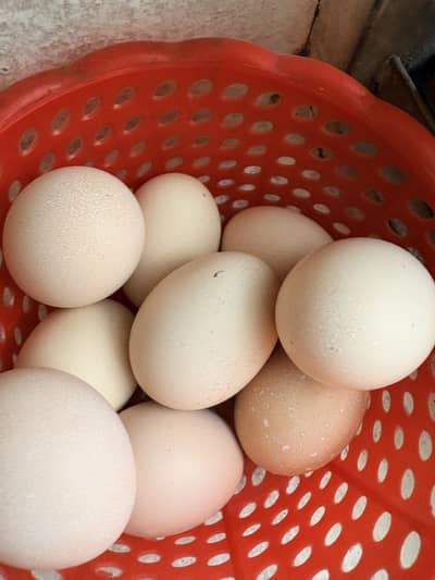 Fertile Eggs Available